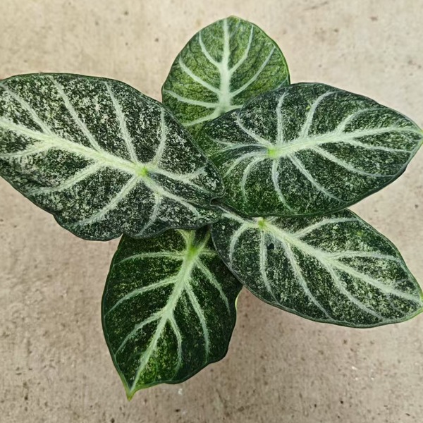 Alocasia Freckle Ninja — appearance reference