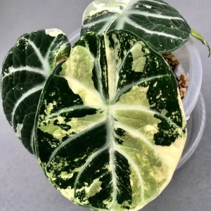 Alocasia Ninja Albo Variegated — Tissue Culture Plantlets