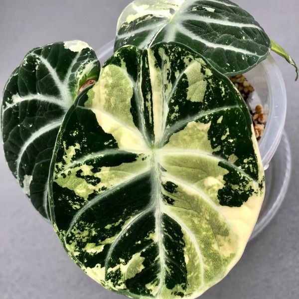 Alocasia Ninja Albo Variegated — appearance reference