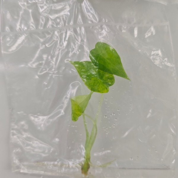 Alocasia Macrorrhiza Aurea Var — appearance reference