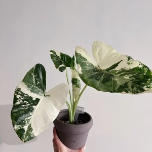 Alocasia Macrorrhiza Albo Var — Tissue Culture Plantlets