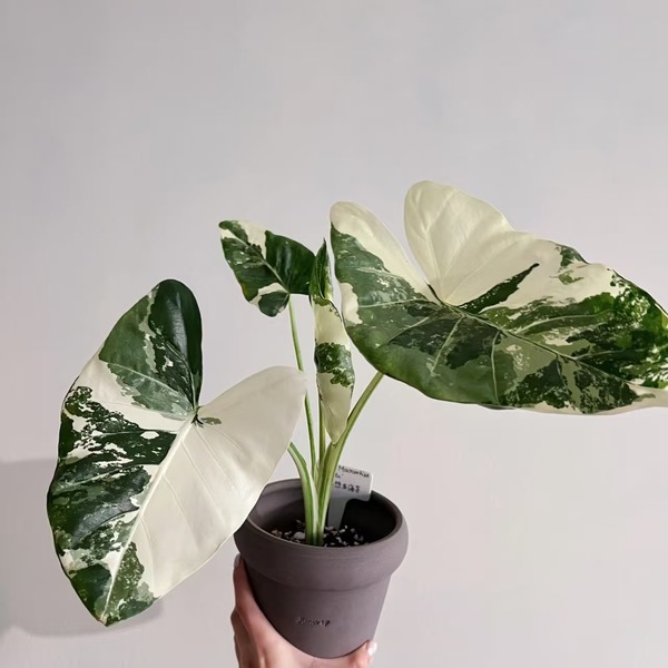 Alocasia Macrorrhiza Albo Var — appearance reference