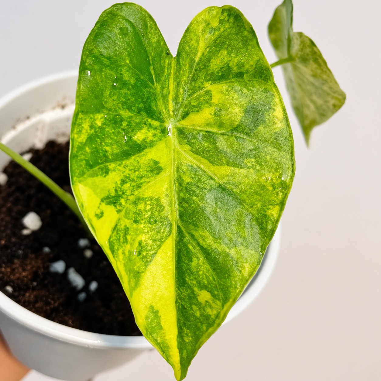 Alocasia Odora Sliver Aurea Variegated — appearance reference