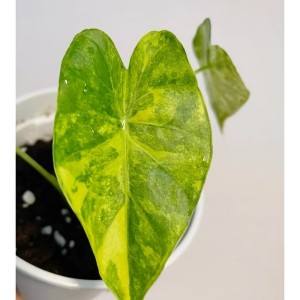 Alocasia Odora Sliver Aurea Variegated — Tissue Culture Plantlets