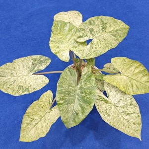 Alocasia fornicata mint/’macrorrhizos’ camouflage variegata — Tissue Culture Plantlets