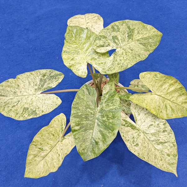 Alocasia fornicata mint/'macrorrhizos' camouflage variegata — appearance reference