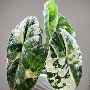 Alocasia Melo Albo Variegated — Tissue Culture Plantlets