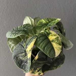 Alocasia Melo Aurea Variegated — Tissue Culture Plantlets