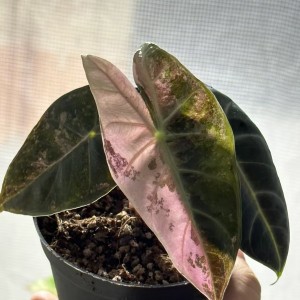 Alocasia ‘Nairobi Nights Variegated’ — Tissue Culture Plantlets