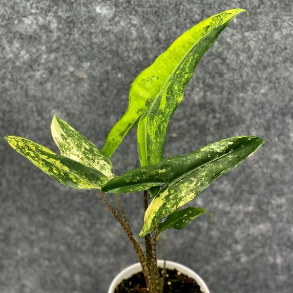 Alocasia Zebrina Aurea Variegated — appearance reference