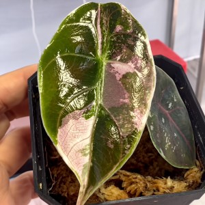 Alocasia Azlanii Aurea Variegated — Tissue Culture Plantlets