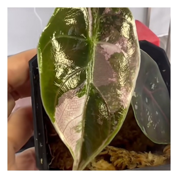 Alocasia Azlanii Aurea Variegated — appearance reference