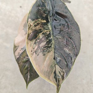 Alocasia azlanii variegata — Tissue Culture Plantlets