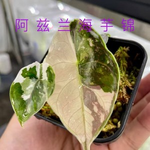 Alocasia Azlanii Albo Variegated — Tissue Culture Plantlets