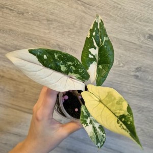 Alocasia Scalprum Albo Variegated — Tissue Culture Plantlets