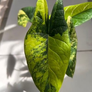 Alocasia Scalprum Aurea Variegated — Tissue Culture Plantlets