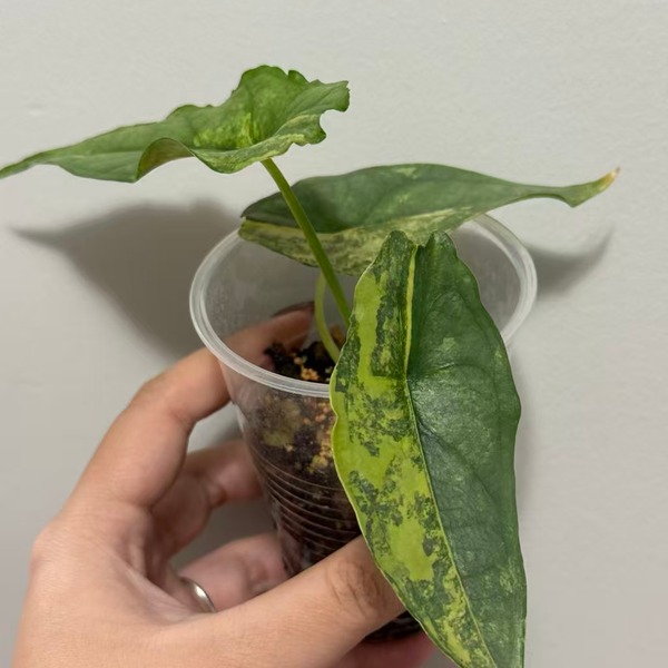 Alocasia Dragon Breath Aurea Variegated — appearance reference