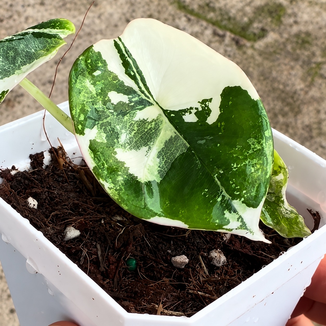 Alocasia Nebula Albo Variegated — appearance reference