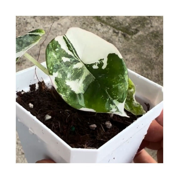 Alocasia Nebula Albo Variegated — appearance reference