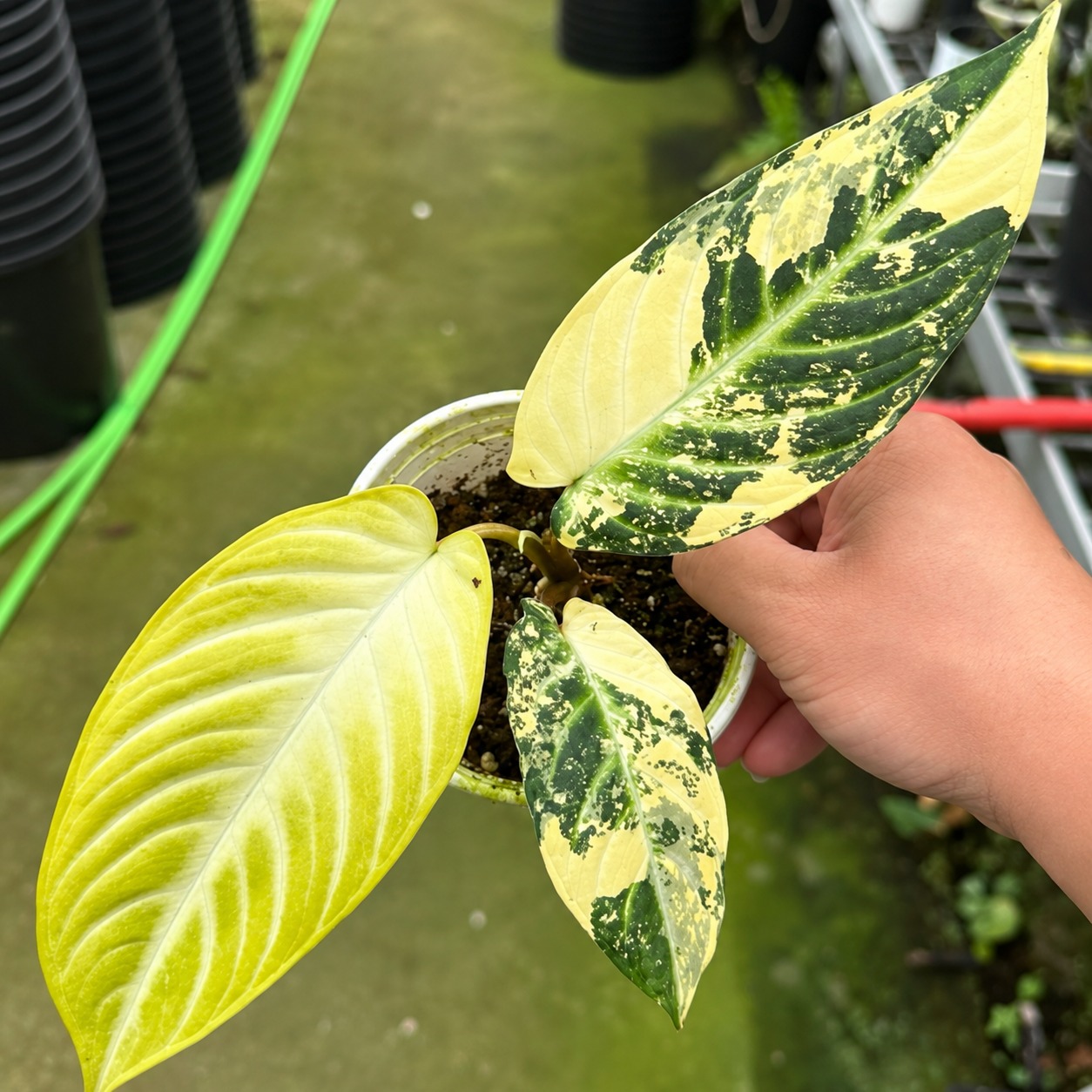Xanthosoma Lindenii Var — appearance reference
