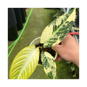 Xanthosoma Lindenii Var — Tissue Culture Plantlets