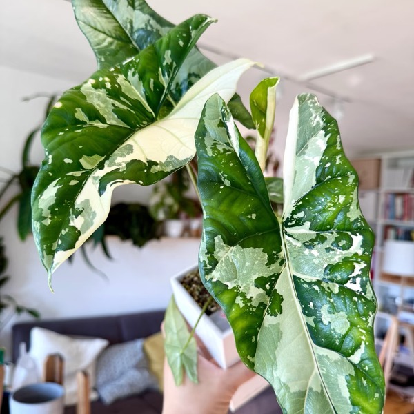 Alocasia Simpo Albo Variegated — appearance reference
