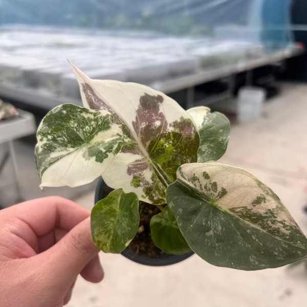 Alocasia Wentii Pink Variegated — appearance reference