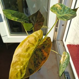 Alocasia Wentii Aurea Variegated — Tissue Culture Plantlets