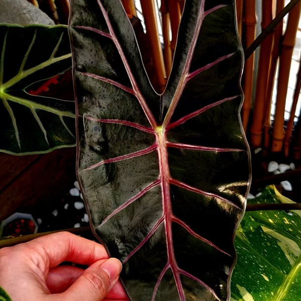 Alocasia Black Satun — appearance reference