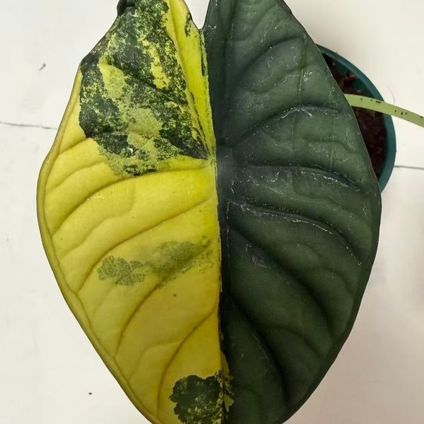 Alocasia 'Silver Nebula Aurea Variegata' — appearance reference