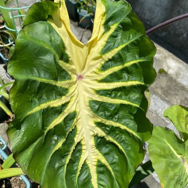 Colocasia Esculenta Whitelava Taro — appearance reference