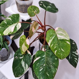 Philodendron‘ Pink Princess’ — Tissue Culture Plantlets