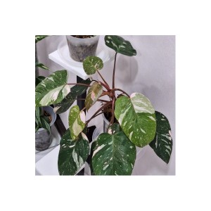 Philodendron‘ Pink Princess’ — Tissue Culture Plantlets
