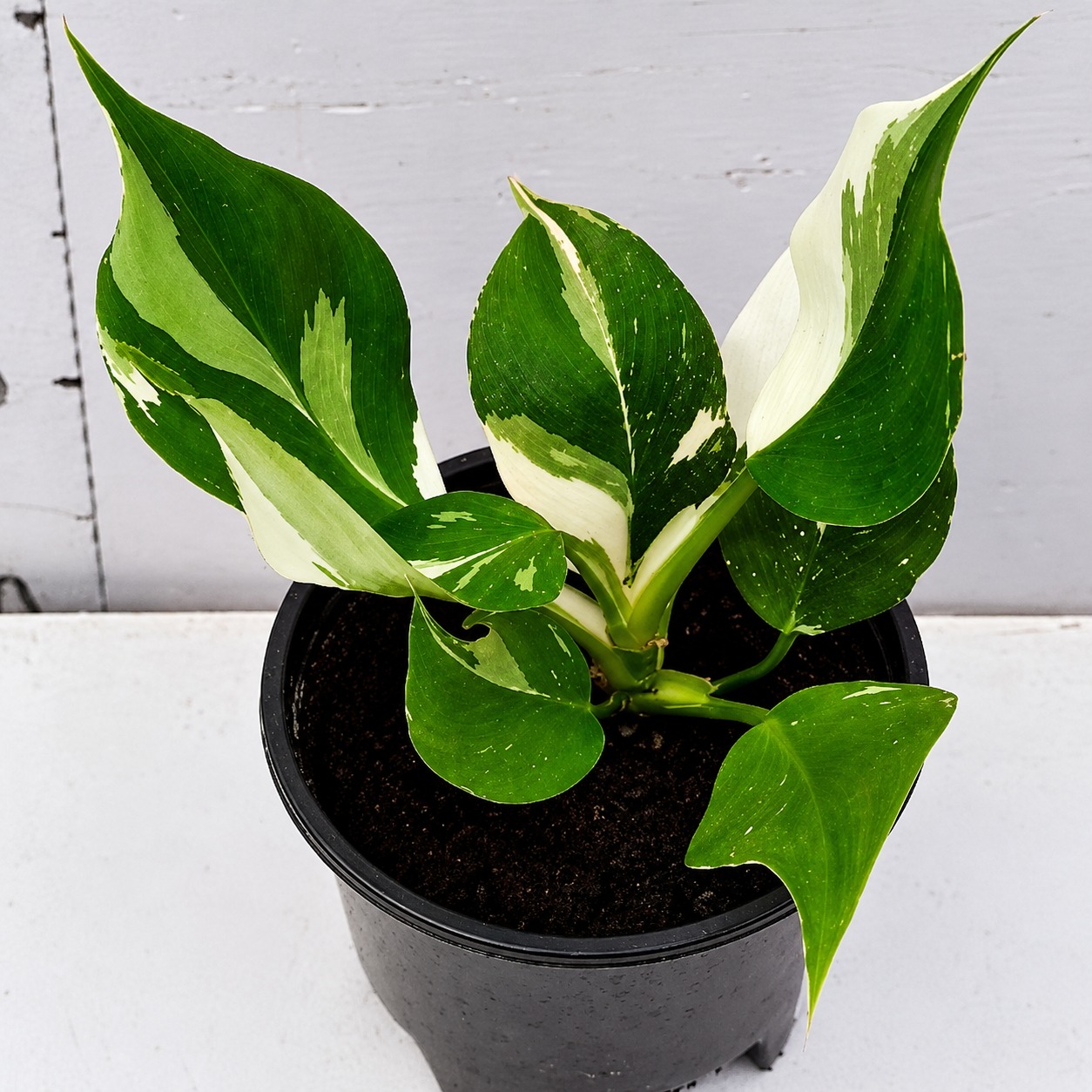 Philodendron White Wizard — appearance reference