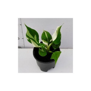 Philodendron White Wizard — Tissue Culture Plantlets