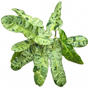 Philodendron ‘Paraiso Verde’ — Tissue Culture Plantlets