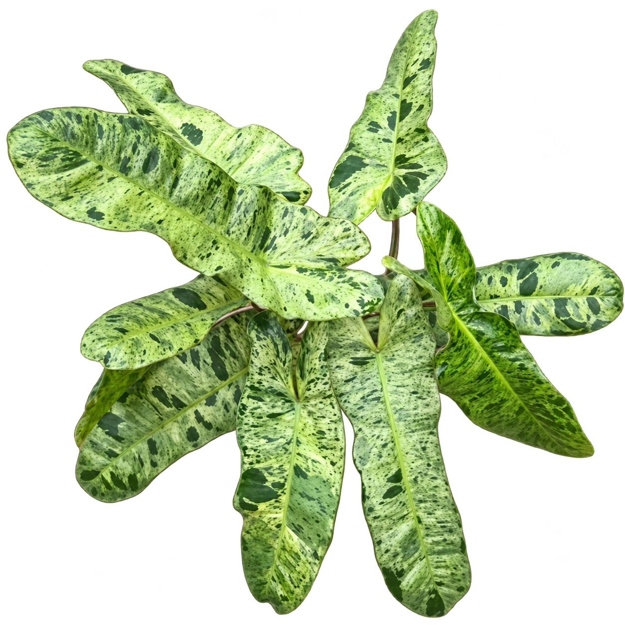 Philodendron 'Paraiso Verde' — appearance reference