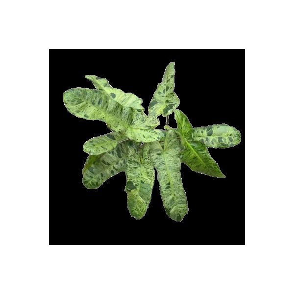 Philodendron 'Paraiso Verde' — appearance reference