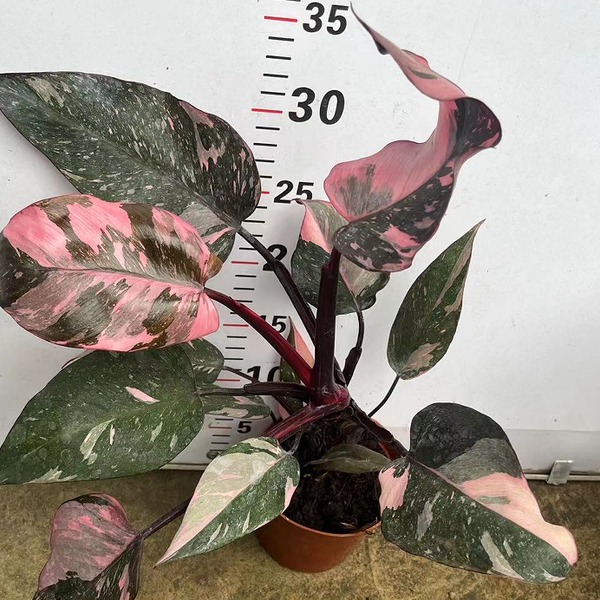 Philodendron Erubescens 'Pink Princess Marble' — appearance reference