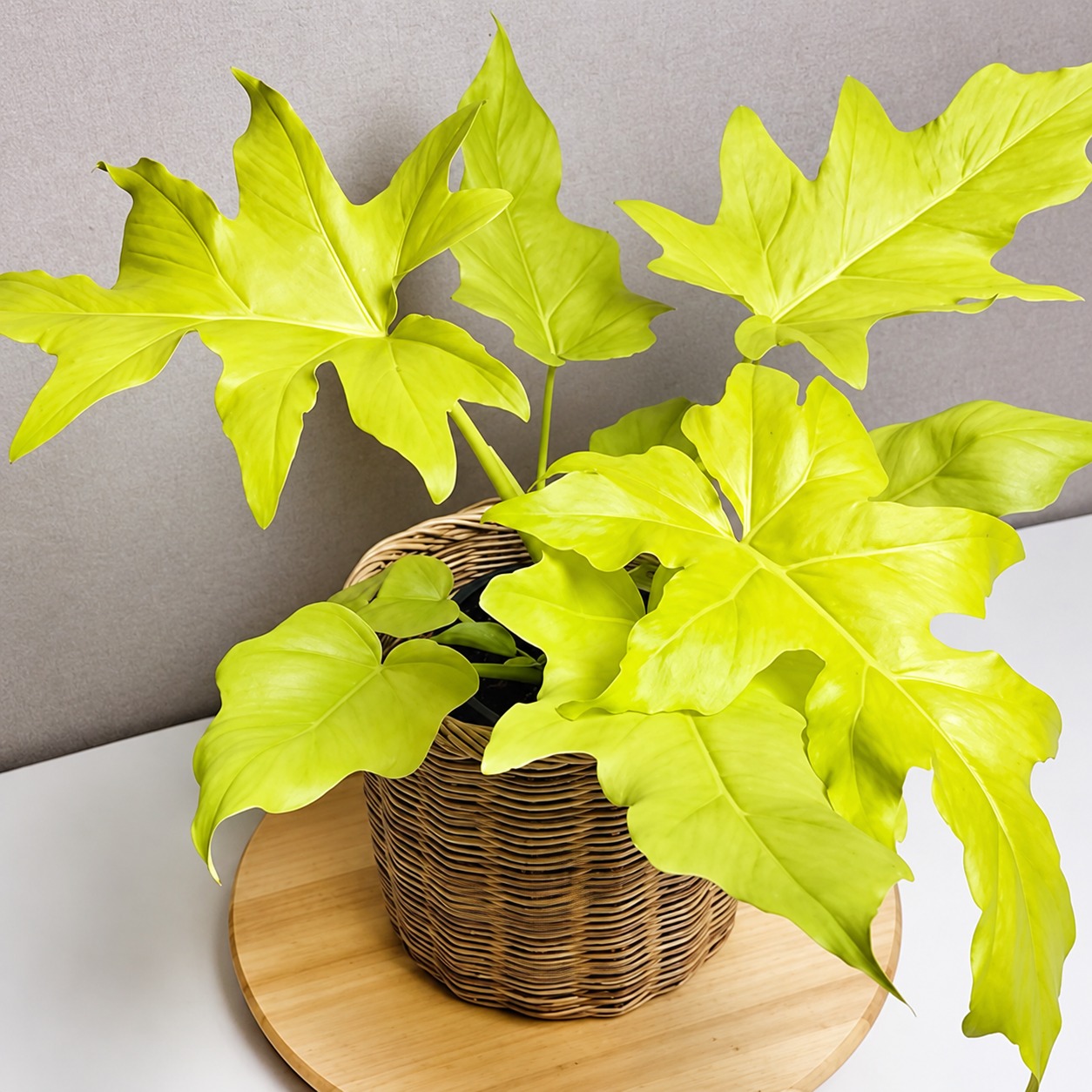 Philodendron Warscewiczii ’ Aurea Flavum ’ — appearance reference