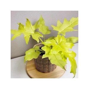 Philodendron Warscewiczii ’ Aurea Flavum ’ — Tissue Culture Plantlets