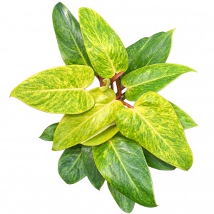 Philodendron ‘Painted Lady’ — Tissue Culture Plantlets
