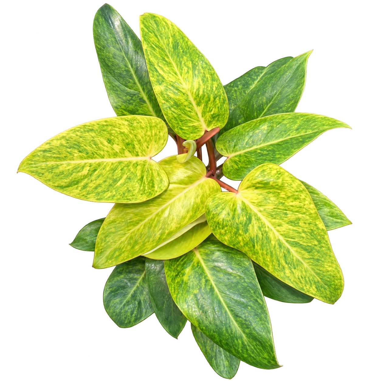 Philodendron 'Painted Lady' — appearance reference
