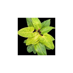 Philodendron ‘Painted Lady’ — Tissue Culture Plantlets