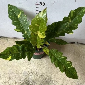 Philodendron Ring Of Fire — Tissue Culture Plantlets