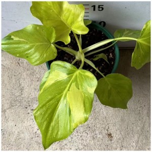Philodendron Hope V. — Tissue Culture Plantlets