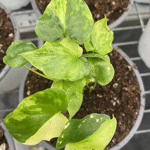 Philodenron Selloum Koch Var — Tissue Culture Plantlets