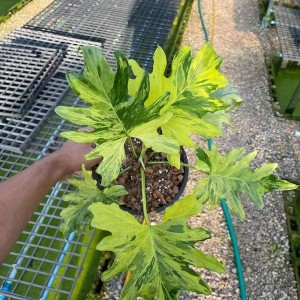 Philodendron Selloum Avariegata — Tissue Culture Plantlets
