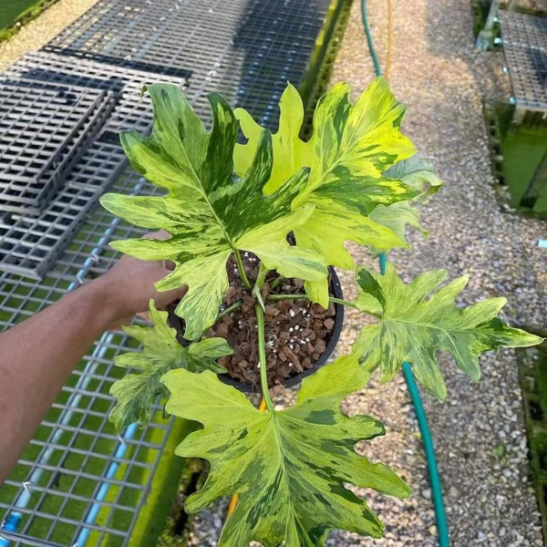 Philodendron Selloum Avariegata — appearance reference