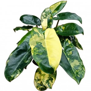 Philodendron ‘Burle Marx’ Albo Variegata — Tissue Culture Plantlets